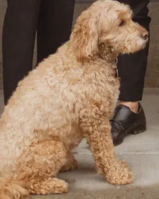 Miso